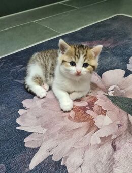 BKH Kitten - Köln
