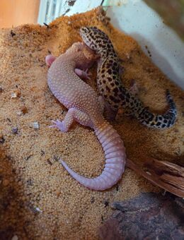 3er Gruppe Leopardgeckos suchen ein neues Zuhause - Berlin Reinickendorf