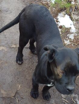 Cane corso - Beeskow