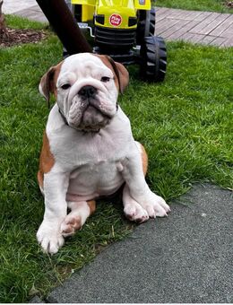 Englische buldoge - Heidelberg
