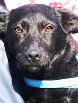 PINA zittert in der Tötung - Gefrees