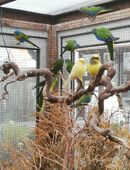 Schönsittiche Naturfarben in 86156