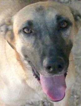 Cookie 4 -intelligent, mag Menschen- - Oldenburg