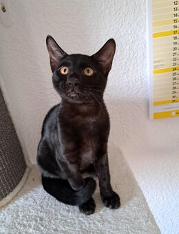 Noch 1 Traumhaftes, gesundes Bengal Katerchen Abholbereit! - Haßloch