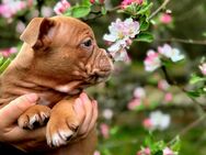 Old English Bulldog Welpe Hündin Braun weiß 10 Wochen - Ruhland