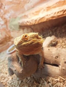 Bartagame inkl. Terrarium abzugeben - Hückelhoven