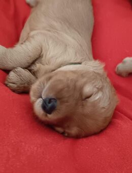 Süsse apricot Cavapoo Welpen - Wanfried Zentrum