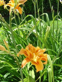 Pflanze Garten Lilie große Staude orange Blume winterhart - Lindau (Bodensee)