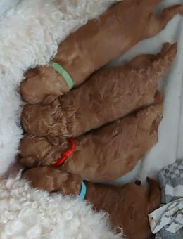 Maltipoo Welpen - Neuenkirchen (Landkreis Diepholz)