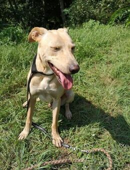 Frici von kettenlos - Bollingstedt