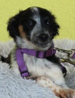 Sheba unsere kleine Schönheit.. - Hagen (Stadt der FernUniversität)
