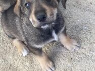 🧡Verspielter Welpe Phil🐶✨ - Eislingen (Fils)
