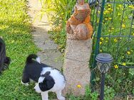 Border Collie Welpen