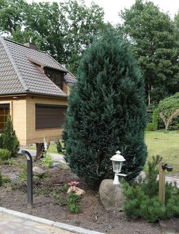 schönem Einfamilienhaus Grundstück in Buchholz Seppensen - Buchholz (Nordheide)