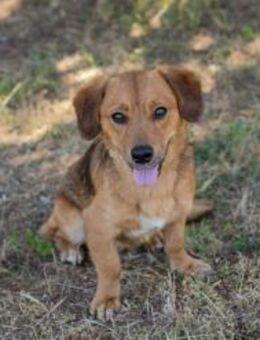 Dexter - sanfter Junghund sucht Zuhause - Duisburg