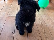 Maltipoo Welpe weiblich - Friedrichshafen