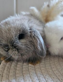 Zwergwidder Hase Kaninchen - Saaldorf-Surheim