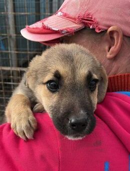 Vitto von kettenlos - Bollingstedt