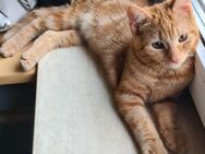 Kater, Tabby/ BKH- Mix, 18 Wochen alt sucht ein neues Zuhause - Lippstadt