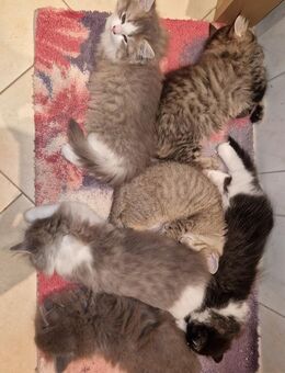 Maine Coon-Ragdoll- Perser Mix Kitten - Bernburg (Saale)