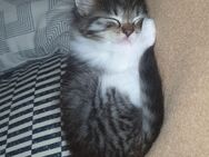 Aslan sucht eine neue Familie - Germersheim