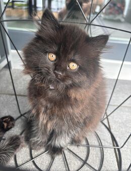 Liebevolle Katzenbabys suchen ein Zuhause – geboren am 7. Mai 🐾 - Baesweiler