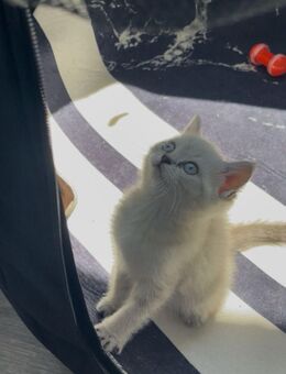 Zuckersüße. Britisch Kurzhaar kitten - Oberhausen