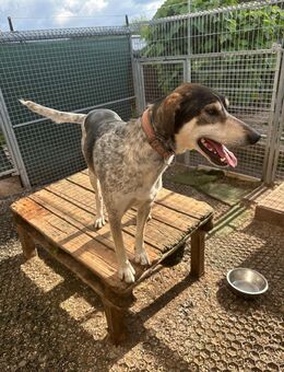 German Trail Hound sucht sportliches Zuhause - Helsa