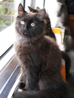 Maine Coon Kater such ein liebevolles Zuhause - Burgwedel