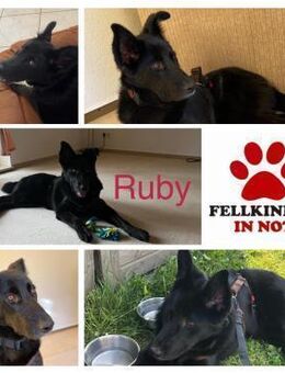 junge Ruby sucht ihre Familie - Margetshöchheim
