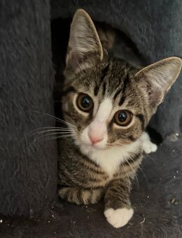 BKH Maine coon kitten - Dortmund