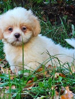 Havaneser/Shih-Tzu Welpen Hündinnen + Rüden - Oranienburg