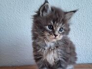 Maine Coon Kitten - Saaldorf-Surheim