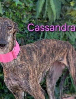 Cassandra1 ist ein Rohdiamant 09/23 ESP - Ruppertsecken