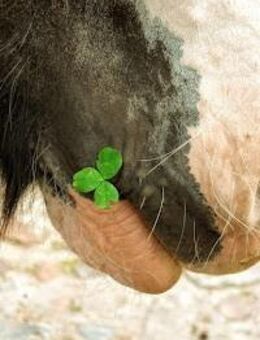 Tierkommunikation - Bernau (Berlin)