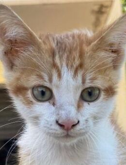 Nilo, geb. ca. 07/2025, GRIECHENLAND - Markdorf