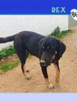 REX - FAMILIE FÜR IMMER GESUCHT!💚 - Alfeld (Leine)