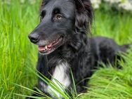 Merlin (7 Jahre) sucht neues Zuhause - Duisburg