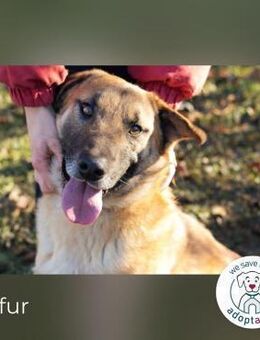 Bofur - sucht sein neues Zuhause - Kirchzell