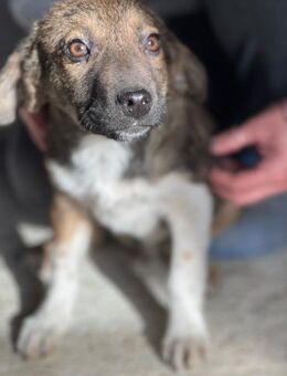 Lio der Tapfere - Alfdorf