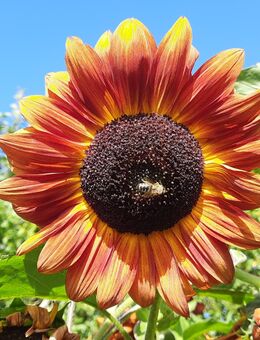 Sonnenblumen Samen rot mehrblütig - Euskirchen