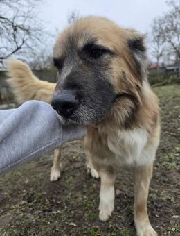 Kolen von kettenlos - Bollingstedt