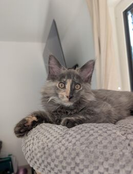 Reinrassiges Maine Coon Mädchen sucht liebevolles Zuhause 🐾 - Tostedt