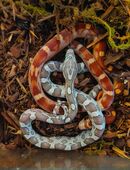 Kornnatternachwuchs in 06493