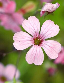 Samen SAAT-KUHNELKE (Saponaria vaccaria) heimische Wildblume Naturgarten - Hamburg