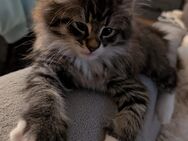 Norwegische Waldkatze / Maine Coon Mix - Heckelberg-Brunow