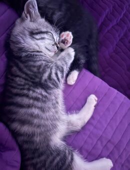 Liebevoller Britisch-Mix Kater - Arendsee (Altmark) Fleetmark