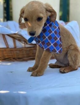 Zseb-LM: Junghund sucht sein Glück - Neustadt (Rübenberge)