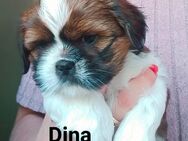 Shih-Tzu Welpen - Lauda-Königshofen