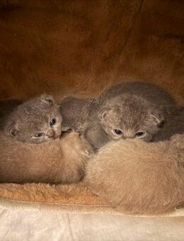 Bkh Kitten Köln - noch ein graues Weibchen - Köln